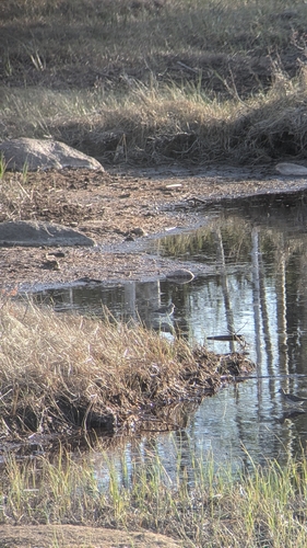 Wood Sandpiper