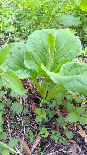 Symplocarpus renifolius, photograph 2
