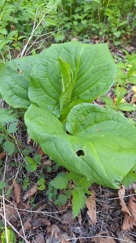 Symplocarpus renifolius, photograph 3