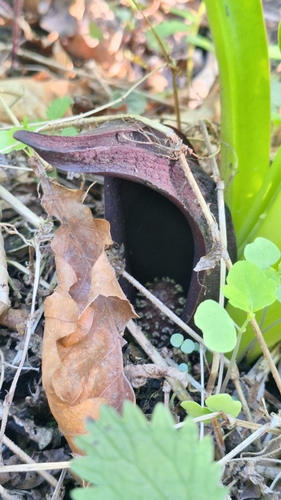 Symplocarpus renifolius, photograph 4