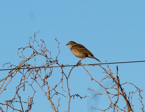 Hellmayr's Pipit (Anthus hellmayri), photo 7
