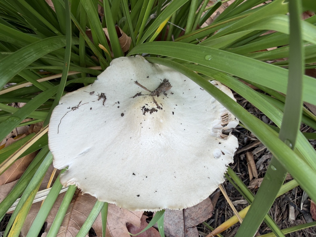 Volvopluteus gloiocephalus · May 2026 · photo: © emmacutting (iNaturalist, cc-by)