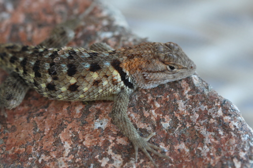 iNaturalist observation photo of Desert Spiny Lizard