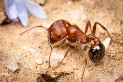 Pogonomyrmex bicolor