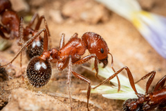 Pogonomyrmex bicolor