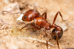 Pogonomyrmex bicolor