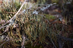 Cladonia maxima