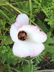 Calochortus catalinae