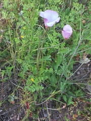 Calochortus catalinae