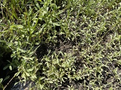 Hesperevax sparsiflora