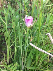 Calochortus catalinae