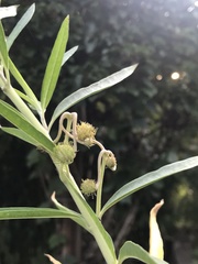 Asclepiadinae
