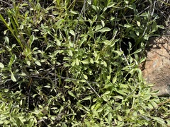 Hesperevax sparsiflora