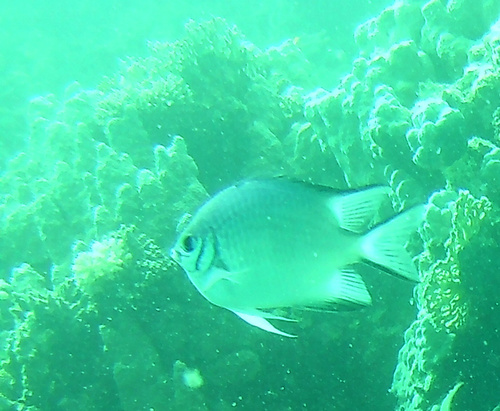Amblyglyphidodon indicus