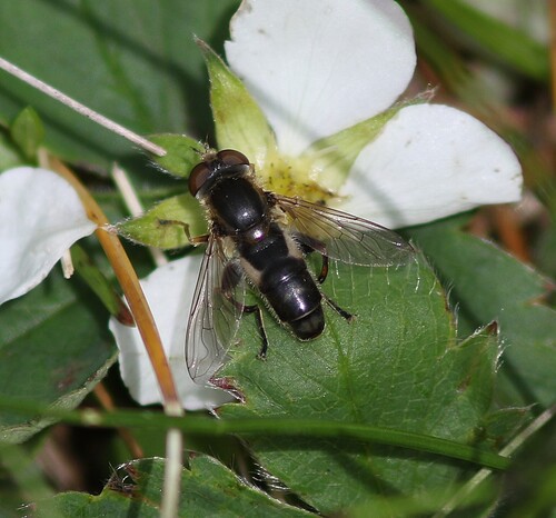 Two-lined Swamp Fly photo 4