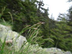Festuca laevigata