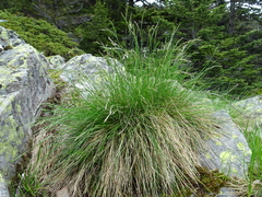 Festuca laevigata