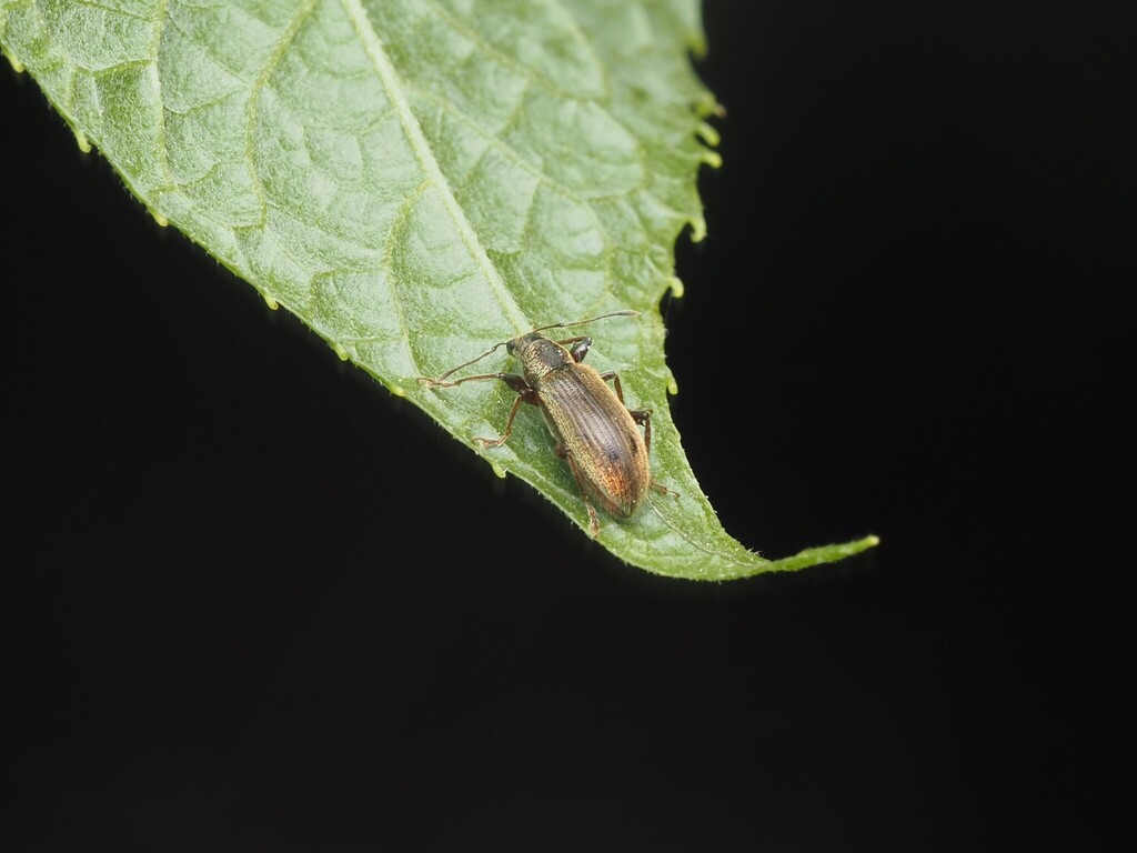 Phyllobius rotundicollis