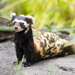 Marbled Polecat - Photo (c) 
Volker Röhl, some rights reserved (CC BY-SA)