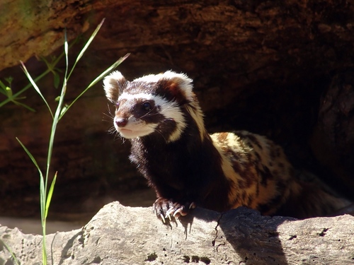 Marbled Polecat
