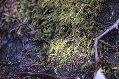 Bryophyta