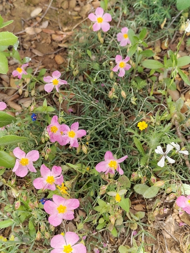 Helianthemum pergamaceum