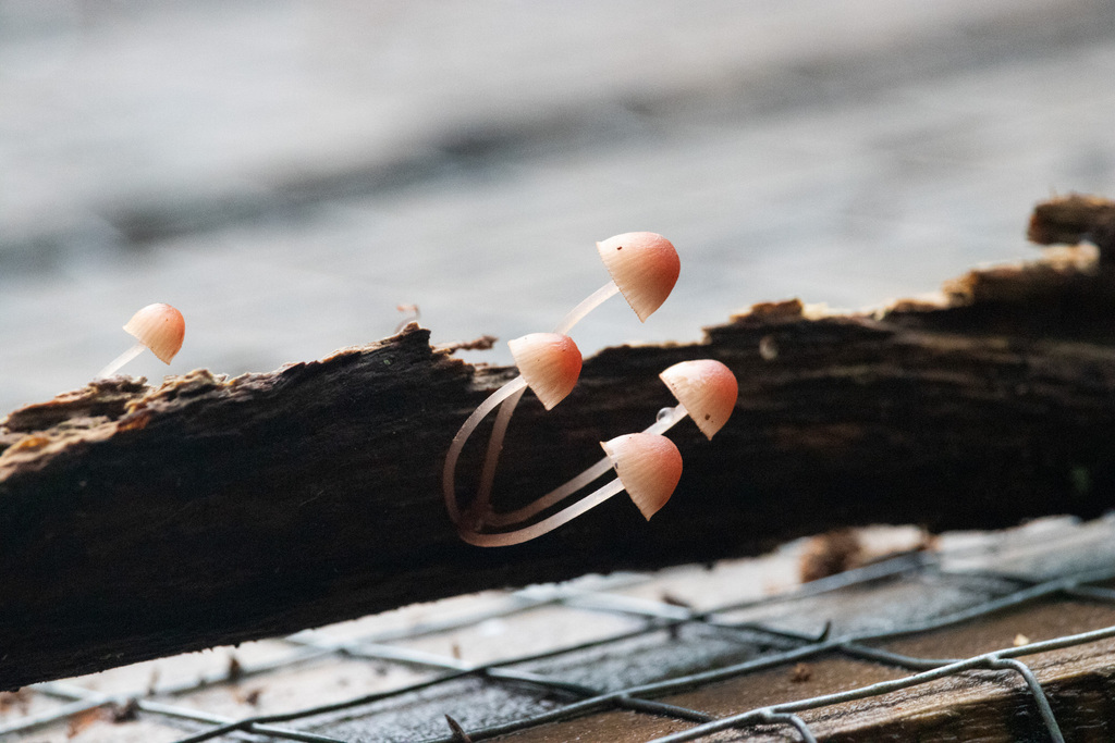 Mycena mariae