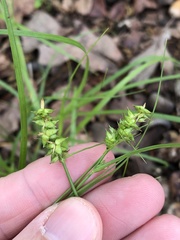 Carex muehlenbergii