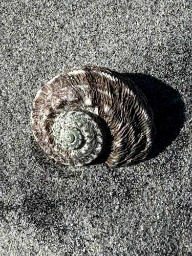 Lunella torquata