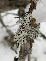 Hypogymnia recurva
