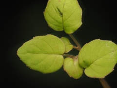 (c) Angus Campbell, some rights reserved (CC BY) Fuchsia procumbens, photograph (c) Angus Campbell, some rights reserved (CC BY)