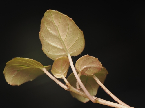 Fuchsia procumbens, photograph 2