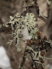 Hypogymnia recurva