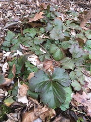 Waldsteinia fragarioides