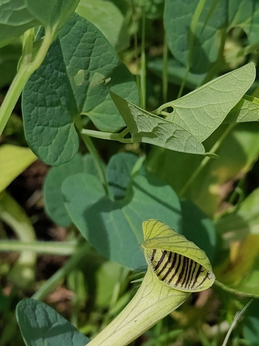 Aristolochia fontanesii
