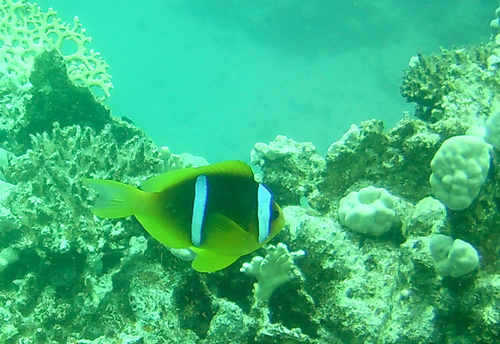Amphiprion bicinctus