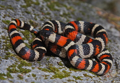 Lampropeltis zonata