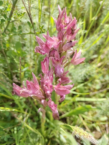 Pink-butterfly Orchid