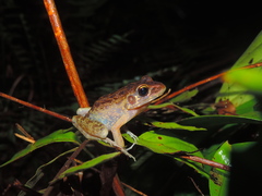 Pulchrana baramica