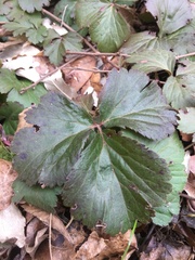 Waldsteinia fragarioides