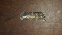 Noctuinae