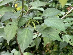 Acalypha glabrata