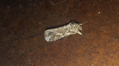 Noctuinae