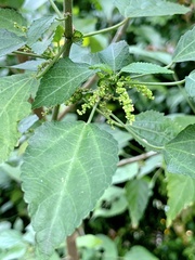 Acalypha glabrata