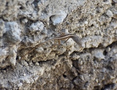 Anolis sagrei