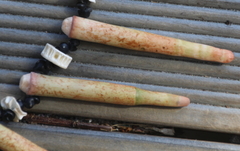 Heterocentrotus trigonarius