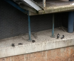 Columba livia domestica