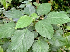 Acalypha glabrata