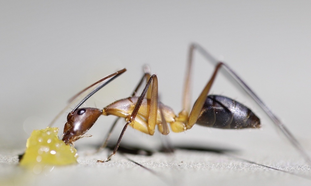 Camponotus langi