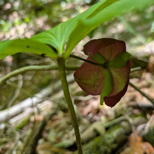 Trillium vaseyi, photograph 2